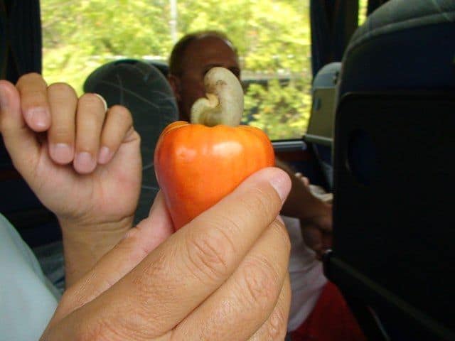 Learning how a cashew is born